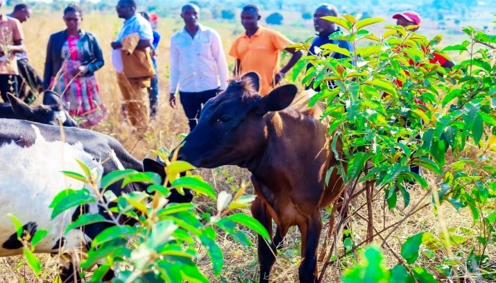 Vaches de qualités