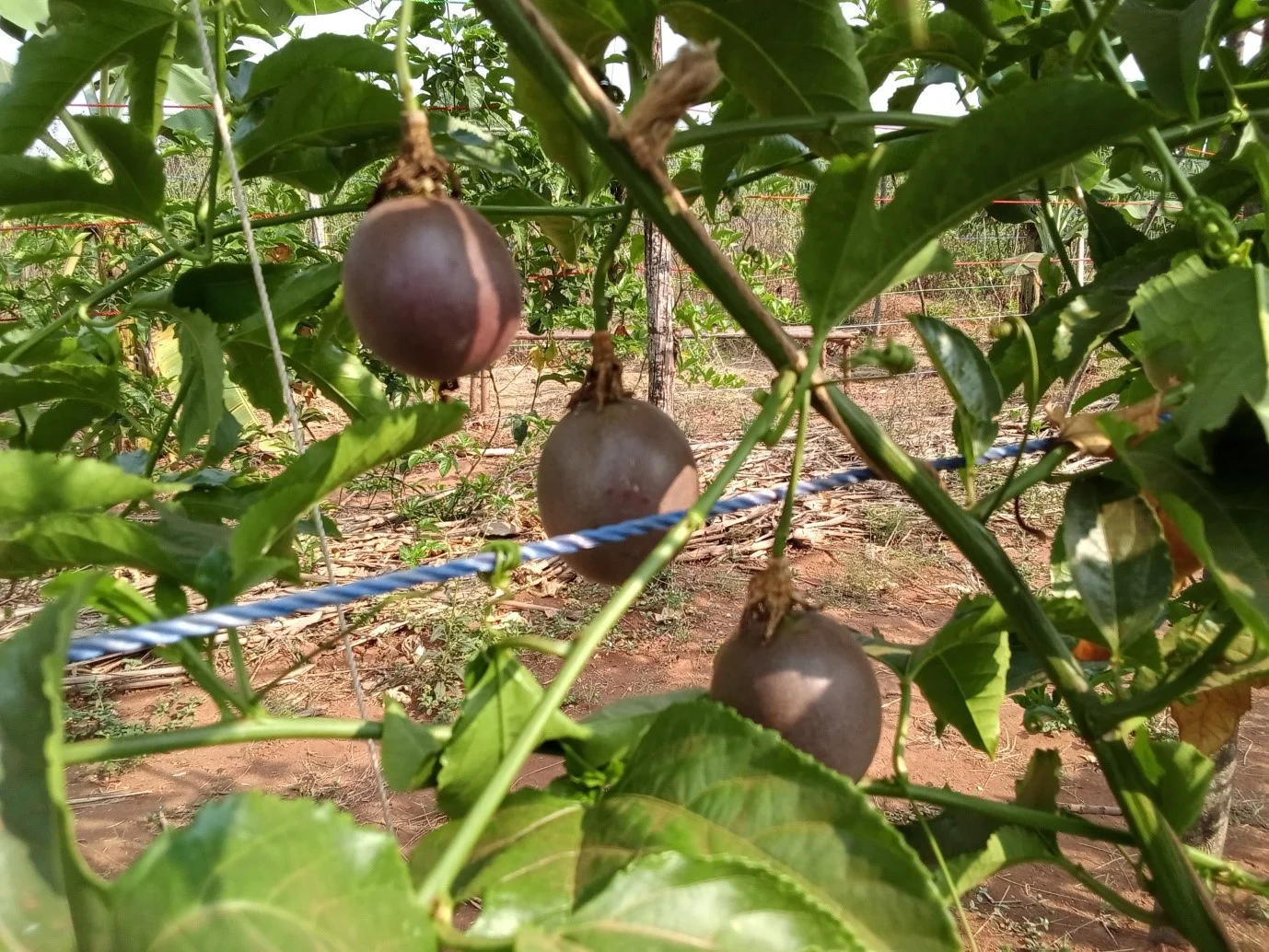 Le maracouja, levier agricole de l’entreprise  Maison du Fermier!
